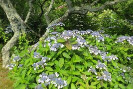 2015梅雨、三河の紫陽花：本光寺(3/4)：額アジサイ、西洋アジサイ、深溝松平家墓所