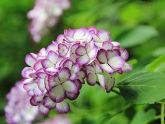 2015年６月　鎌倉　紫陽花に誘われて歩きました