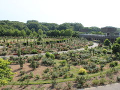 花フェスタ記念公園‐世界一のバラ園見学