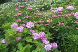 2015梅雨、尾張の紫陽花：茶屋ヶ坂公園(1/3)：ベニガク、アナベル、渥美絞り