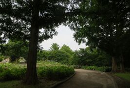 2015梅雨、尾張の紫陽花：茶屋ヶ坂公園(3/3)：西洋アジサイ、額アジサイ、ユリ、立葵