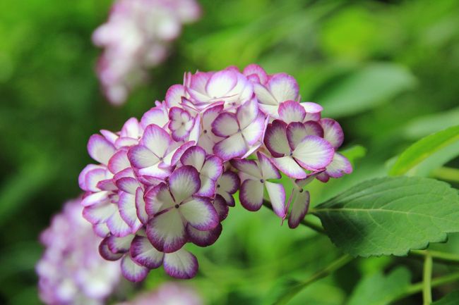 毎年、この時期になると紫陽花のニュースを見ながら、行きたいなと思っていました。<br />だけど、あの人込みの中に入る事に尻込みして、何年来実現したことがなかった。<br /><br />2015年60歳になった私は、3月で、退職して無職の身に。<br />あっという間に2ヶ月が過ぎ、あれよあれよと関東地方も梅雨入り。<br />「そうだ、平日に鎌倉に行こう！」と梅雨入りのニュースを聞いてひらめいた。<br /><br />平日とは言っても、この季節、早めに行動した方が良いでしょうと思ったものの、９時台最後のの横須賀線を敢え無くやり過ごしてしまい、その後の三本の電車は、特急だったり、大船行きだったりで、結局プラットフォームで20分間ももったいない時間を過ごす羽目になってしまいました(^_^;)<br /><br />取り敢えず、北鎌倉下車で明月院に行く為には、下りの横須賀線の最前車両に乗車がベスト。<br />これだけは、忘れていなかったです。<br />北鎌の下り線改札の自動改札機は１台しかないので、下車した人でプラットフォームは溢れてしまうんだよね。<br /><br />何とか、明月院の入場の列が短い内にたどり着いてホッとしました。<br />美しすぎる明月院から、徒歩で鎌倉駅へ向かうことにしました。<br /><br />切通しを歩いたり、北条政子や実朝の墓を見たりしながら、鎌倉駅西口まで。<br />鎌倉から江ノ電に乗車、長谷で下車。<br /><br />紫陽花の名所長谷寺と、お目当てのイタリアンレストラン、０４６７hase kamichouでのランチ、力餅さんでお土産購入、成就院、鎌倉権五郎神社と長谷での目的を達成！<br /><br />しかし、成就院さんではがっかりすることが。。。<br />今年から、２０１７年までの３年間参道工事の為、紫陽花は咲いていません。<br />旅行記の中で、写真もおみせしますが、本当の事です。残念(ｰｰ;)<br /><br />