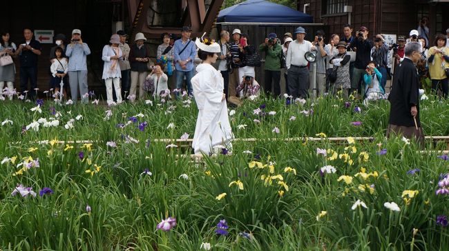 ６月といえば梅雨・・・梅雨といえば、あやめ祭りですね。<br /><br />昨年は、「佐原のあやめ祭り」に行ったので、今年は「潮来のあやめ祭り」に行ってきました～<br /><br />潮来あやめ園は、昼も夜も早朝も素敵でしたー<br /><br />もちろん、新宿駅からの往復は、臨時特急「あやめ祭り号」です。<br /><br />パワースポットの鹿島神宮と香取神宮も参拝し、舟で十二橋めぐりや佐原の町並み散策もしてきました。<br /><br />なんと、鹿島神宮では横綱朝青龍関の奉納土俵入りも拝見できてラッキー♪<br /><br />この旅行記は、鹿島神宮→潮来前川あやめ園(潮来ホテル泊)→香取神宮→佐原町並み散策の写真を掲載しています。