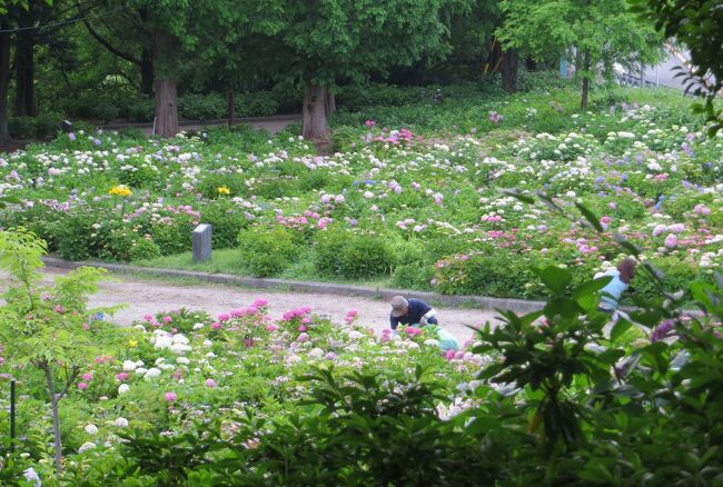 名古屋市内の市街区域にある、茶屋ヶ坂公園の紫陽花の紹介です。それほど歴史は古くないアジサイ園のようですが、名古屋市内の屈指のアジサイ園となっていました。
