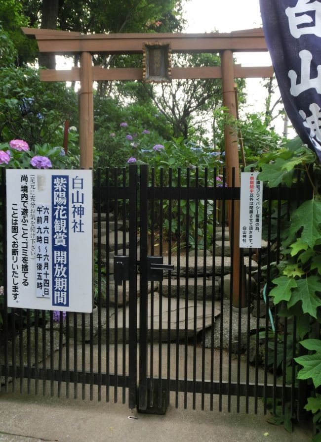 開いてない！それでも白山神社あじさい祭りで30分　