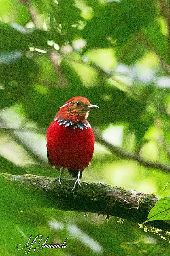 GWにボルネオに探鳥で行ってきました。<br />今回の目的は、ヤイロチョウ2種（Blue Banded Pitta、Bornean Banded Pitta)と多分日本人初撮影となる鳥3種<br />を含むボルネオ固有種を撮影するもの。<br />旅の旅程としては、5/1 Kota Kinabalu着（泊）<br />Kota Kinabalu - Klias (2.5H) - Paya Maga 、Paya　Maga山小屋3泊（第１サイト→第2サイト→第1サイト）<br />Maya　Maga→Bakalalan（泊）、Bakalalan - Lawas - Keningau (泊)、Keningau - Mt.Kinabalu（2泊）<br />Mt.Kinabalu - Kota Kinabalu 5/9発→5/10帰国<br /><br />本編はキャンプサイトでの探鳥編です。キャンプといっても山小屋で宿泊でした。でも、やはり、電気、水道などのインフラはなく。雨が降って、山道は水路になっていて、とても道とはいえないし、ダートな場所では、靴が泥に食い込んで大変でした。<br />そんな所に住んでいたのが、Black　Oriole（スミゴロモ）、Bornean　Frogmouth（ボルネオガマグチヨタカ）、Blue　Banded　Pitta（アオオビヤイロチョウ）。前2種は多分、日本人初撮影。最後のヤイロチョウも、撮影成功率4％の激レア種です。