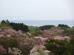 北海道の桜名所・函館の桜を愉しむ３日間?