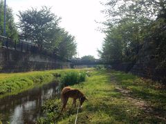 2012年9月9日：残暑厳しい中、犬の散歩を兼ねて近所の野川を散策