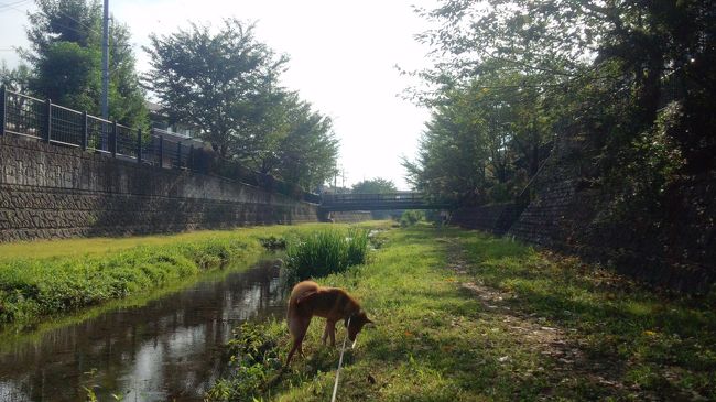 2012年9月9日：残暑厳しい中、犬の散歩を兼ねて近所の野川を散策