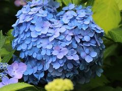 紫陽花と菖蒲と猫が楽しめる袖ヶ浦公園