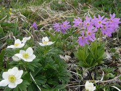 平標山・仙の倉の花紀行