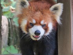 初夏のレッサーパンダ紀行【４】 西山動物園　レッサーパンダの聖地に向けて・・・たいよう君＆ムータン君が加入して益々魅力アップの西山ＺＯＯ！！