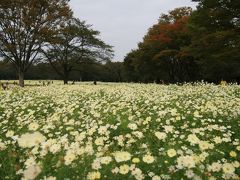 2012年10月27日：昭和記念公園　散策　コスモスが見頃でした。