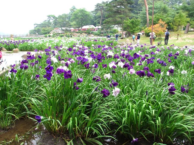 2015年　ときわ湖1周ウォーキング。　菖蒲を見ました。