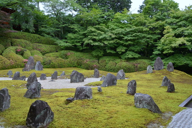 東福寺光明院　6月の風景です。<br />昨日（6月12日）にもBSプレミアム美の壺で光明院がチラッと出てきましたね。<br />気になったのはインタビューを受けていた重森千青さんがおられたいたのは<br />京都御苑近くの蘆山寺だったことかな？<br />余計なお世話ですみませ〜んm(_ _&quot;m)ﾍﾟｺﾘ<br /><br />一部の本には光明院の苔は京都通には西の西芳寺（苔寺）東の光明院と掲載されています。<br />特に梅雨の時期はこの美しさが際立ちます。<br />そう今が旬の光明院です。<br /><br />今、ドラマ「京都美食タクシー」を見ながらのアップです(*&#39;ー&#39;*)ふふっ♪