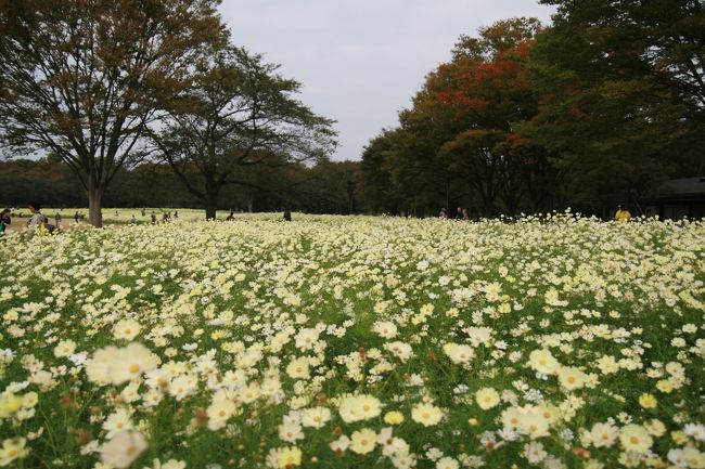 前々からコスモスを見に昭和記念公園に行こう！<br />と思っていましたが、ここ数年中々タイミングが合いませんでした。<br /><br />今年こそは！という事で国営昭和記念公園に散策に出かけました<br /><br />コスモスのトップシーズンで賑わっていましたが、流石は広大な敷地の昭和記念公園<br />賑わいなんてなんのその、人混みを気にすることなく、ゆったりと散策を楽しませて頂きました。<br /><br />綺麗な花木や草花で有名な昭和記念公園、四季折々の草花が楽しめます。カメラを持って出かければ楽しさ倍増です。<br />また、広大な敷地なので良い運動になります。<br />歩行者と自転車の棲み分けもきちっとしていて安心して散策できます。