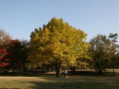 2012年11月24日：野川公園　散策　紅葉が見頃でした。