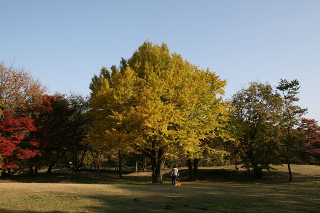 2012年11月24日：野川公園　散策　紅葉が見頃でした。