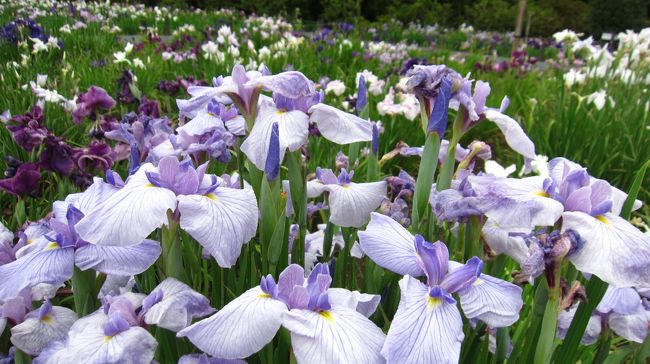 すっきりしない天気が続いています。梅雨ですね?。梅雨と言えばアジサイや花菖蒲。ということで6月6日?6月21日まで館林のつつじが岡第二公園で開催されている花菖蒲まつりに行って参りました。本日の歩行数は25,626歩でした。【表紙の写真】館林つつじが岡第二公園 花菖蒲園の菖蒲【館林】・天正18年(1590年)徳川四天王の一人榊原康政が館林城主になる・寛文元年(1661年)後の将軍徳川綱吉が25万石で館林城主になる・延宝8年(1680年)綱吉の世子徳川徳松が館林城主になる・天和元年(1681年)徳松の健康を願い館林から七五三が始まる・宝永4年(1707年)越智松平氏が館林城主になる・弘化2年(1845年)秋元志朝が館林城主になる・明治6年(1873年)正田文右衛門が正田醤油を創業・明治33年(1900年)正田貞一郎らが館林製粉(現在の日清製粉)を設立著名な出身者:生田万、正田貞一郎、向井千秋、田山花袋など地元企業:日清製粉、正田醤油名物・名産:うどん、醤油、麦落雁等