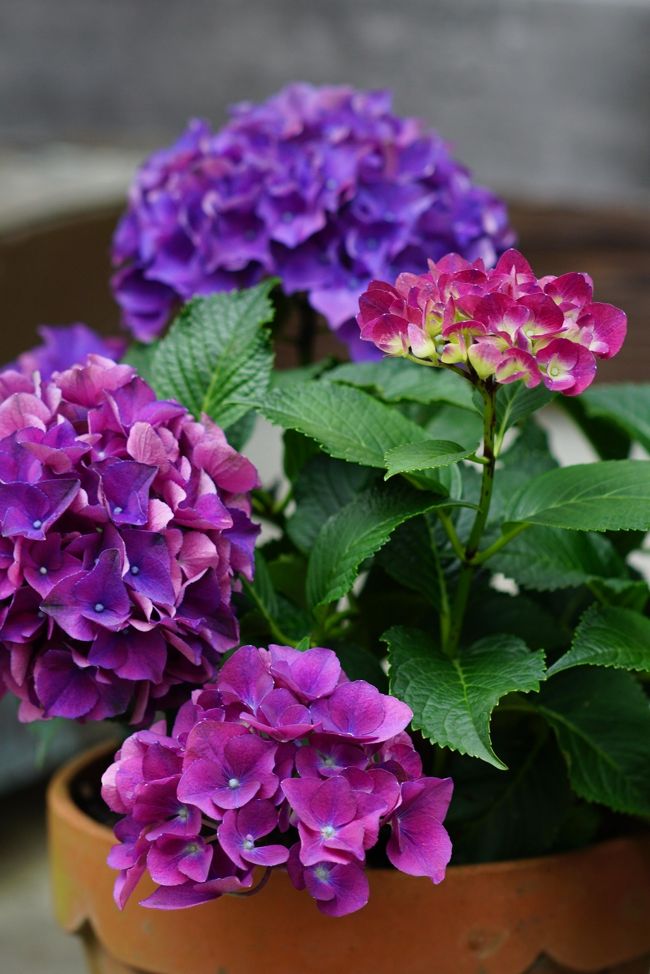 昨日ユリの花を撮り帰ってから、同じ方面の極楽寺を思い出し、本日再度高速を走り出向いた、　本日は曇り、花見客はユリ園とまではいかないが、それなりに庭園の規模程度にはいた、　入園料：500円、　入り口周辺にまともそうな紫陽花がそろえてあり、まずはそこから撮影開始、　こじんまりとはしているが、あじさい寺と呼ばれている相応には感じた。　願わくばもう少し手入れを行ってほしいですね。