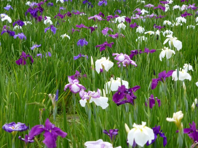 駅からハイキング「１０万本の花菖蒲が咲き誇る・・・」に惹かれて東村山界隈を散歩。<br />