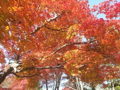 京都の紅葉