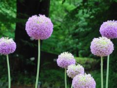色とりどりの植物が咲き誇る武蔵丘陵森林公園（埼玉）