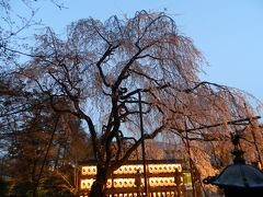 2015早咲き桜だより◆山科区にある『大石神社』で“大石桜”の夜桜見物！☆