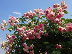 「神代植物公園」の春バラフェスタに行って来ました　