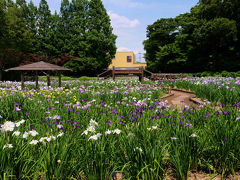 ２０１５　花菖蒲シリーズ−４　個人で造りあげた　素晴らしい「染谷花しょうぶ園」　上