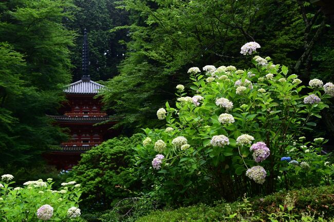 天平の昔からの隆盛を誇る古刹で、あじさい寺として知られる岩船寺は、摩崖仏や石地蔵が数多く見られる、京都府木津川市加茂町の当尾（とうの）の里にあります。<br /><br />深い木立に囲まれた２０段あまりの石段の上にある山門をくぐると、本堂と三重塔を配した境内には色とりどりのアジサイが植えられ、ひと雨ごとに赤紫や青紫へと微妙に色彩の移ろう、幽玄の世界を創りだしています。<br /><br />昭和１２年頃に先代の住職が植え始め、現在の住職に引き継がれた後も愛おしむように育て上げられたアジサイは、現在、３５品種、５，０００株ほどを数えるまでになり、あじさい寺の名にふさわしい景観を生んでいます。<br /><br />ここのお庭は、アジサイが咲き誇る華やかさを演出したものではなく、境内の建造物や背後の樹林を引き立たせる、云わば名脇役のように、さりげなく添えられていることで、真言寺院の庭園らしい素晴らしいものとなっています。