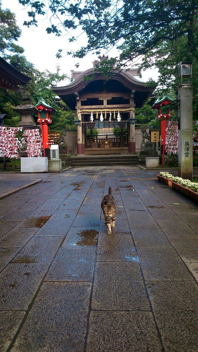 今年の5月はまるで夏のよう。暑さに木陰を求めながら鎌倉を歩きながらもへこたれてコースをちょっと省略。それでも美味しいおそばに稲荷すし、抹茶と和菓子を楽しみつつ北鎌倉を堪能した後は大好きな江ノ電に乗って江ノ島へ。裸足になって静かな砂浜を歩くと気持ちの良い潮風が。心地よい波の音に旅の疲れもどこかへ行ってしまう。一晩泊まることにして本当に良かった。ゆったりと日が暮れていく様子を眺めながらこちらもゆったりと靴紐を解く。夕方より風が強くなってきたと思ったら朝方3時、稲妻が光り雷が鳴り渡り目を覚ます。雨も激しく降り出した。「お天気は変えられないなぁ」と思いながらいると5時頃には雨も止んだ様子。早朝に起きだして橋を渡って江ノ島へ行って見る事に。嵐の後のすけるような青空、橋を渡っていると向こうに見えるのは紛れもなく「富士山！」早起きして良かった！<br />橋の向こう側にはまだ誰も目覚めていない島。その空気は不思議な雰囲気を醸し出していた。島に入ると人は起きていなくても猫達はもう朝を迎えている。島の木々もとうに目覚めている。ちょっとまだひんやりした空気を感じながら、息づいているかのような島の中をただ二人歩く事の不思議を思った旅だった。