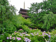 本土寺の紫陽花を撮る