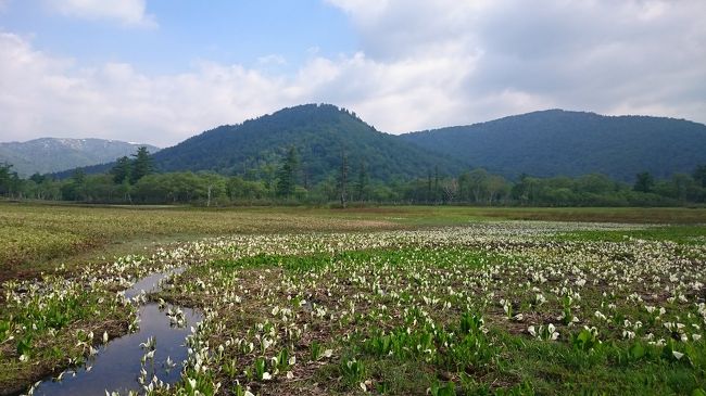 毎年、この時期しか見られない可憐な水芭蕉を訪ねて、金曜の新宿発夜行バスで、尾瀬ヶ原トレッキングに行ってきました。水芭蕉の見頃に何とかギリギリ間に合いました。<br /><br />6月12日&#12846;　新宿大型バスターミナルより夜行バスにて出発<br />6月13日&#12847;　尾瀬ヶ原　鳩待峠～山ノ鼻～尾瀬植物見本園～牛首分岐～竜宮～牛首分岐～山ノ鼻～鳩待峠<br />　　　　　　帰路途中　白沢温泉　望郷の湯にて入浴　～新宿大型バスターミナル<br /><br />次の日は筋肉痛でしたが、リフレッシュ出来ていい休日になりました。心が疲れたら尾瀬の自然に抱かれに行きましょう。<br />きっとまた頑張れます。<br /><br />