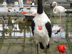 掛川花鳥園～衝撃的な大きさの鳥に出会うの巻～