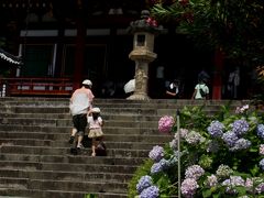 2015年6月　矢田寺できれいな紫陽花に大感激だにゃん（その1）