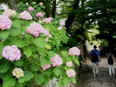 2015年6月　矢田寺できれいな紫陽花に大感激だにゃん（その２）