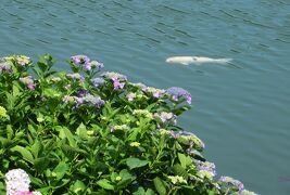 2015梅雨、三河の紫陽花：形原温泉(6/9)：アジサイの里、補陀ヶ池、日本のアジサイ展