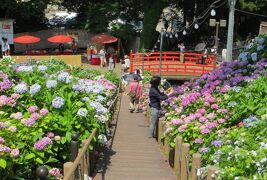 2015梅雨、三河の紫陽花：形原温泉(8/9)：アジサイの里、円通山・補陀寺、補陀池