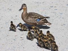 いちご狩り → ライフェル渡り鳥保護区（3回目） ひな鳥の季節＆初夏の散歩