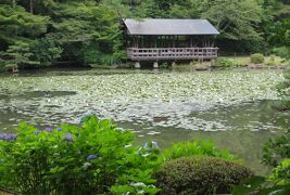 2015梅雨、尾張の紫陽花：東山植物園(1/4)：額アジサイ、山アジサイ、アマチャ