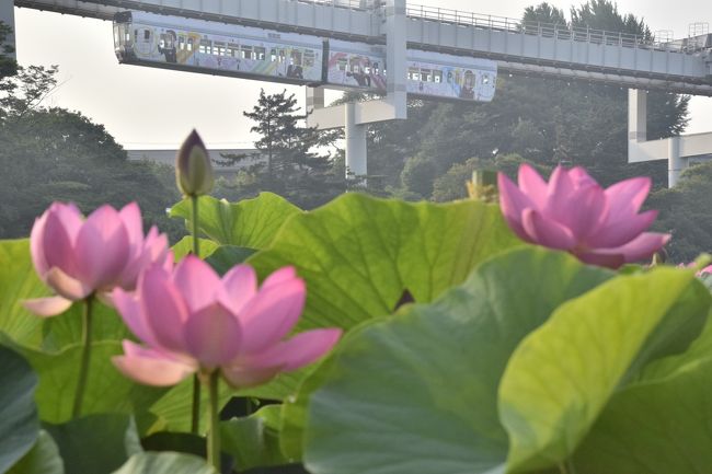 ※注意）この旅行記には私的な趣味がかなり入っています！<br /><br />千葉都市モノレールでは、平成27年5月2日から、アニメ『やはり俺の青春ラブコメはまちがっている。続』のキャラクターをデザインしたラッピングモノレールが運行されています。<br /><br />「俺ガイルラッピングモノレール」を追いかけて、早朝の千葉公園に咲く大賀ハスを見に訪れてみました。