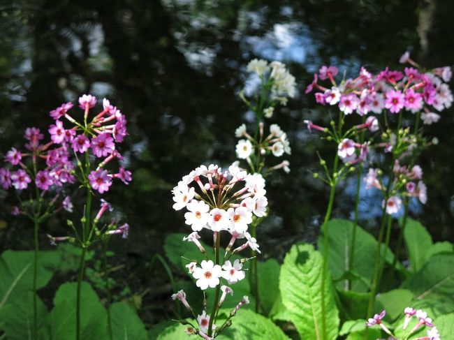 今年の春の花たちは例年より10日ほど開花が早いようだ。梅雨の合間を縫って急ぎ出かけてみる。 行く先はやはり奥日光になる。 いつものとおり、赤沼から湯川沿いの木道を北に登っていくと、さっそく右側に戦場ヶ原が拡がり、その後方にはドンと男体山。 ここがワタスゲの群生地だがもう満開のようだ。 といっても昨年の尾瀬沼近辺とは比べようもないが・・・<br /> ※尾瀬のワタスゲ2014 http://4travel.jp/travelogue/10909693<br /><br />この日の天気はずっと曇りの様子なので、クリンソウは明日にまわし、さっそく湯元の宿に向かう。 相変わらずの白濁した熱い湯に浸かり、明日の千手ケ浜に備える。<br /><br /> そういえば、来る途中、小滝の上流で猿の大群と遭遇、十数匹はいたろうか。 また釣りが解禁になったようで多くの釣り人が入っているが、成果はあまりないようだ。 やはり小滝の下流あたりに魚影が濃い。<br /><br /> 翌日はまさにいい天気。 1,500m/hともなると、下界とは空の青さも違うし、空気が違う。 木々の葉っぱの青々とした輝きが違うのだ。<br /> 千手が浜はクリンソウが満開をすぎようとしている。 クリンソウもニッコウキスゲのように下から咲いてくるものだが、今は最上部が咲きだしている。 ここは住人さんが苦労して世話しているせいか、相変わらずの咲きっぷりだ。<br />ただ観光客も花と同じくらい多いのが難点。 なかにはボートで背広・革靴で乗り込んでくる輩もいる。 <br /><br /> 何度もいうが、ここ奥日光は仏教の聖地である。 流行りの言葉でいえばパワースポットとなろうか。 地名でみても中禅寺、千手、クリン(九輪)、華厳、竜頭、輪王、金精、弥陀が池などすべて仏教由来の言葉だ。 時代でいえば空海や最澄の数百年以前の話である。 ここはそもそも観光気分で来るところではない、とあえて強調しておこう。 <br /><br /> ・彷徨えば昨夜夢見しクリンソウ <一の坊> <br /><br /> ・いろは越え上の奥山来てみれば露玉キラリ梅雨の青空 <悠遊人>