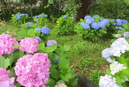 2015梅雨、尾張の紫陽花：東山植物園(3/4)：額アジサイ、山アジサイ、手毬咲紫陽花