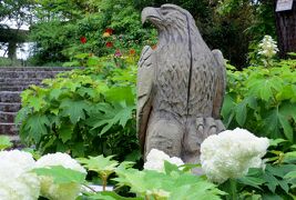 2015梅雨、尾張の紫陽花：東山植物園(4/4)：額アジサイ、山アジサイ、柏葉アジサイ