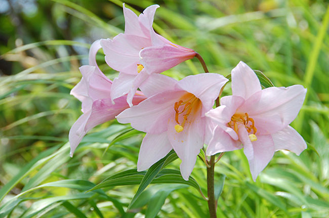 ヒメサユリは、ユリ科の花で新潟、福島、山形の山域周辺にしか群生していない貴重な花です。ウィキペディアによると「野生種は環境省のレッドリストでは準絶滅危惧」とのこと。<br />昨年、山形「大山自然公園ユリまつり」で見て以来、いつか山域でお会いしたいと思っていた花です。<br />北ア笠ヶ岳に行く予定でしたが、仲間が1人参加できなくなったのと、天気予報がいまいちだったので、第2の計画「ヒメサユリを見よう」山行に切り替え上越に向かいました。<br /><br />コースタイム：6時間31分（休憩含む）<br />ニ口駐車場〜護人清水〜滝見台〜大岳分岐〜青雲岳〜守門岳〜青雲岳〜大岳分岐〜大岳〜天狗岩屋清水〜キビタキ避難小屋〜保久礼小屋〜保久礼登山口（二分駐車場）〜ニ口駐車場