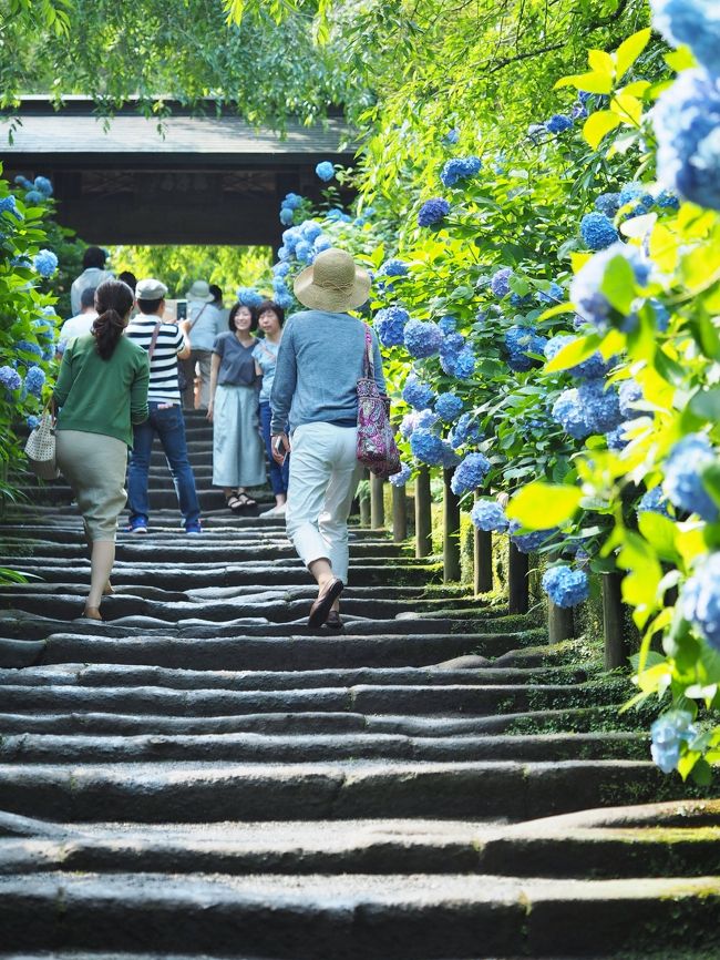 - Ｂｌｕｅ -　あじさいの明月院・花の寺東慶寺    2015.6.15