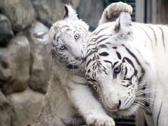 ホワイトタイガーの四つ子の赤ちゃん に会いたくて東武動物公園へ 2 レッサーパンダのライライくん ココロちゃん チヒロちゃん 羽根を広げたクジャクたち リスザルの赤ちゃんほか 蓮田 白岡 埼玉県 の旅行記 ブログ By まみさん フォートラベル ホワイトタイガーの四つ子の赤ちゃん に会いたくて東武動物公園へ 2 レッサーパンダのライライくん ココロちゃん チヒロちゃん 羽根を広げたクジャクたち リスザルの赤ちゃんほか 蓮田 白岡 埼玉県 の旅行記 ブログ By まみさん フォートラベル
