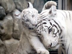 ホワイトタイガーの四つ子の赤ちゃんに会いたくて東武動物公園へ（３）ホワイトタイガー編：名前が決まった四つ子の男の子と麗しきカーラ・ママ＆単独展示のオスはロッキー・パパとスピカ兄ちゃんのどちらかな