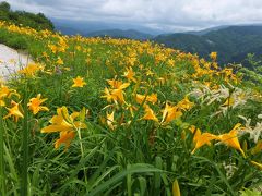 石川県白山市の標高８００ｍの白峰に咲いている高山植物を見に行きました。　1日目